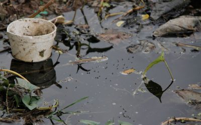 Dengue y prevención